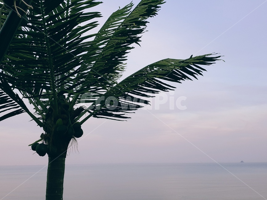 야자수,하늘,몽환,감성,쓸쓸함,식물,자연,plants,nature,나무,trees,wood