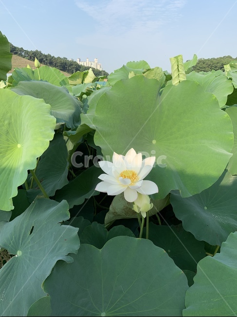 plant,식물,flower,연꽃,연꽃잎,연못
