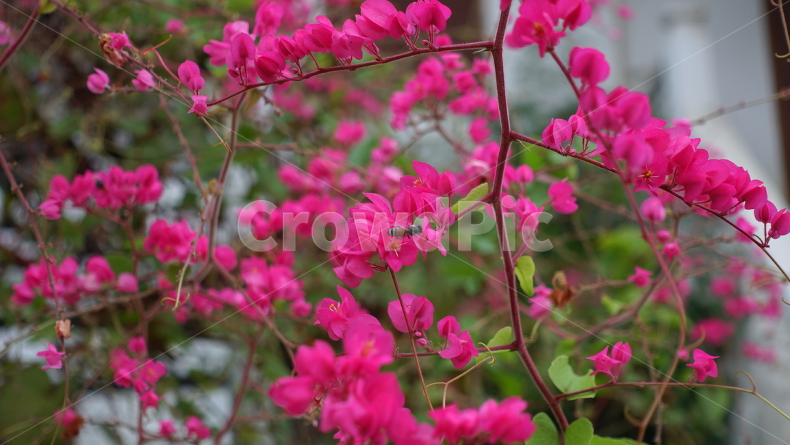 꽃,flower,열대,plant,식물,blossom,꽃송이,식물,자연,plants,nature,꽃,flower