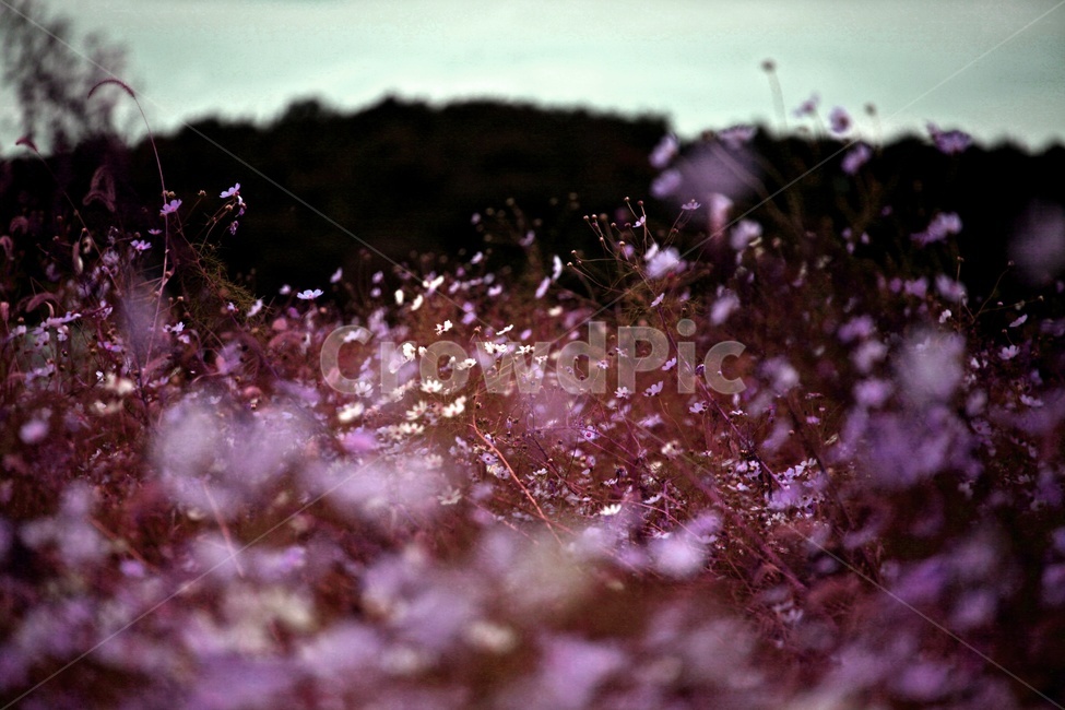 코스모스,식물,꽃,축제,풍경,보라색,가을,계절,fall,autumn,season,식물,자연,plants,nature,꽃,flower
