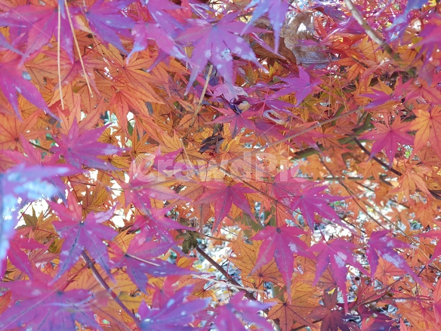 단풍,청남대단풍,단풍나무,가을,단풍잎,대청호단풍,가을단풍,빨간단풍,노란단풍