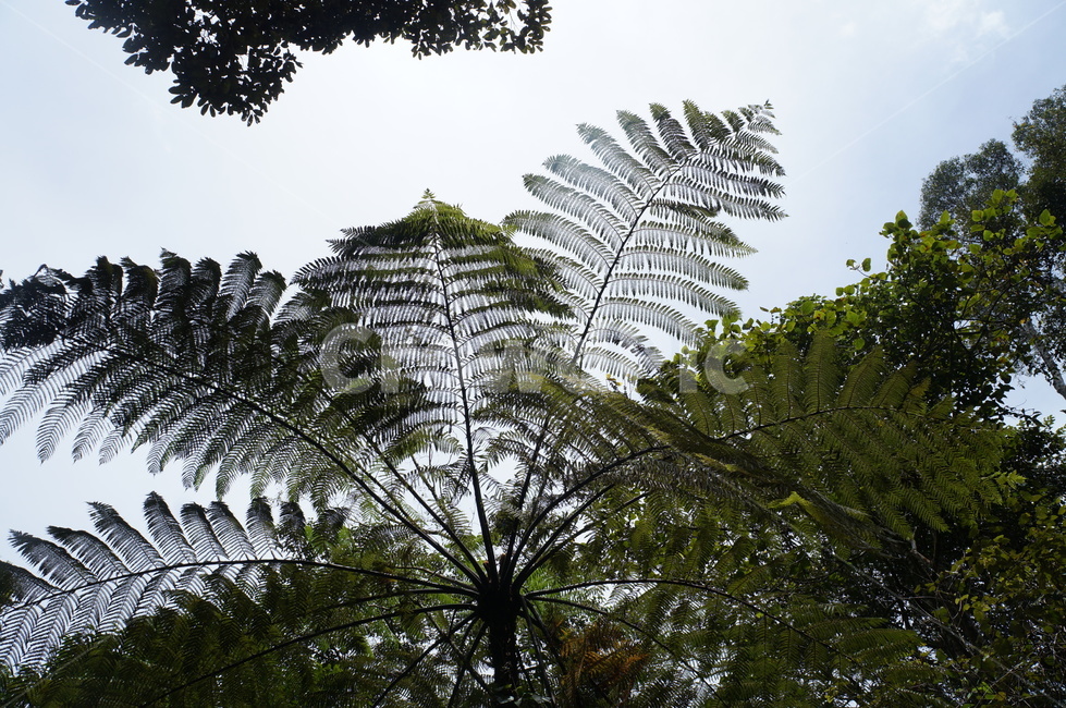 plant,식물,fern,양치류,나무,tree