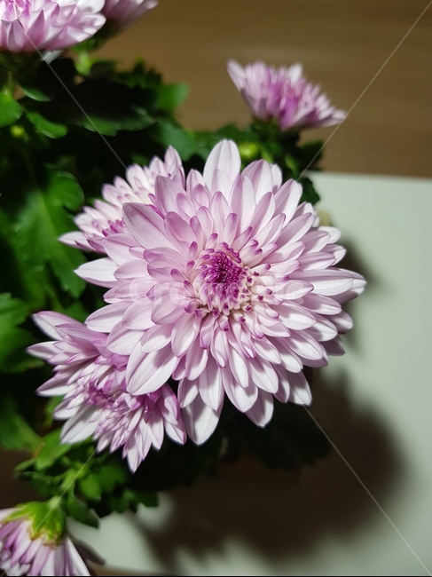 달리아,dahlia,꽃,flower,식물,plant,blossom,식물,자연,plants,nature,꽃,flower