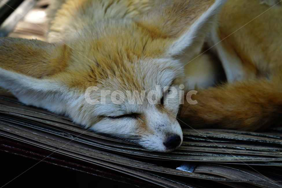 사막여우,여우,fox,페넥여우,fennecfox,포유류,육식동물,동물,animal,동물,animal,포유류,mammal
