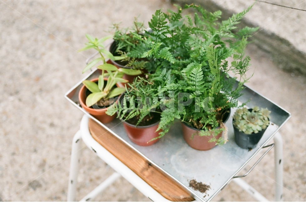 식물,감성사진,필름카메라,길거리,초록,식물,자연,plants,nature