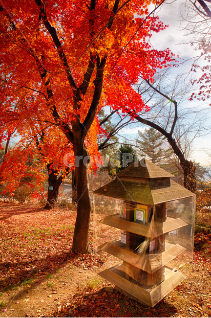 가을,독서,풍경,단풍,나무,가을,계절,fall,autumn,season,자연,풍경,nature,landscape,leaf,잎,plant,식물,tree