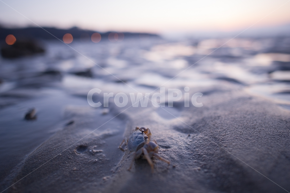 바다,게,뻘,한국이미지,일몰,빛,모래,한국적,서해,sunset,해변,바다,beach,sea,감성,sensible,feeling