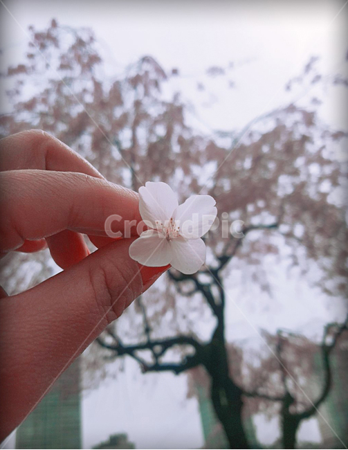 벚꽃,blossom,식물,꽃,꽃잎,flower