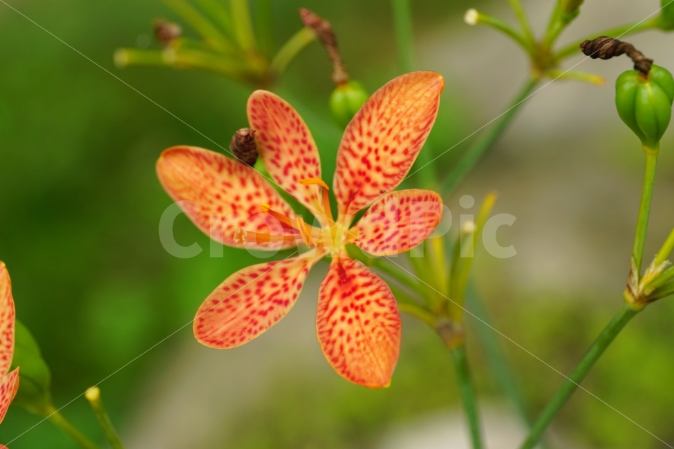 범부채꽃,꽃,플라워,식물,자연,flower,nature,한국자연,한국의자연,snap,snapshot,스냅,스냅사진,스넵,스넵사진,풍경,landscape,plant,plants,꽃사진,식물,자연,plants,nature,꽃,flower