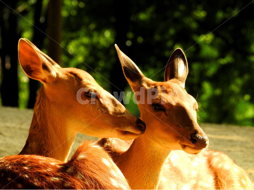 동물,사슴,animal,deer,목장,동물,animal,포유류,mammal