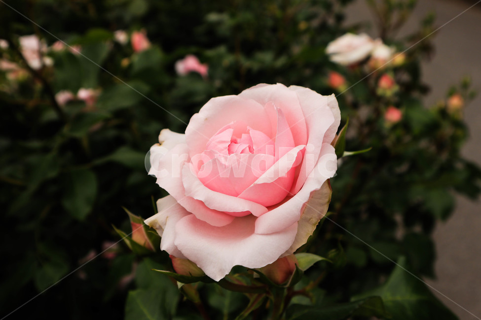 장미,로즈,꽃,분홍,자연,rose,flower,핑크,pink,분홍꽃,실외,식물