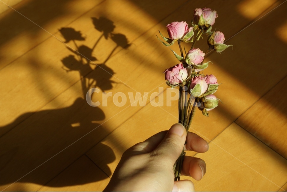 드라이플라워,그림자,dryflower,꽃,꽃다발,꽃,flower