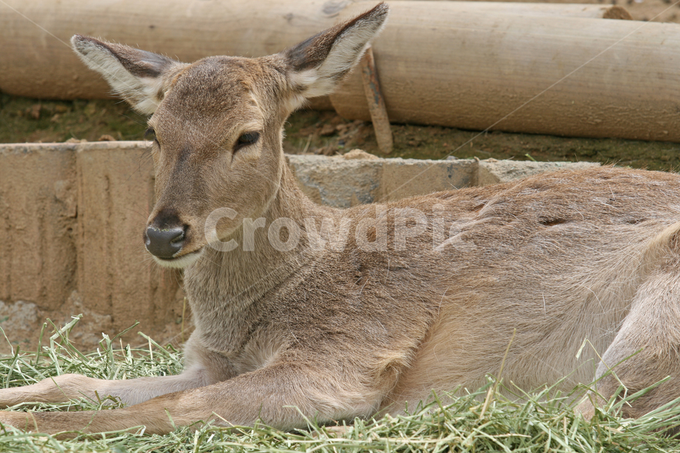 동물원,동물,사슴,노루,zoo,deer,동물,animal,포유류,mammal