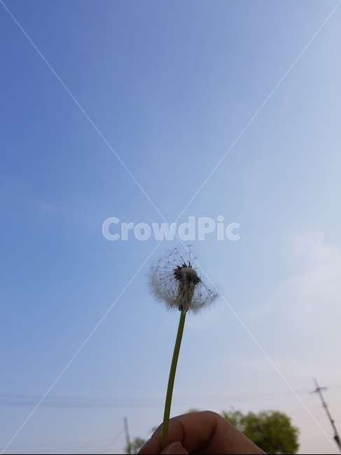 민들레,홀씨,날리기,흩어짐,푸른하늘