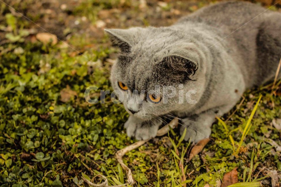 고양이,길고양이,정원,들판,자연,동물,animal,포유류,mammal,고양이,cat,kitten,kitty
