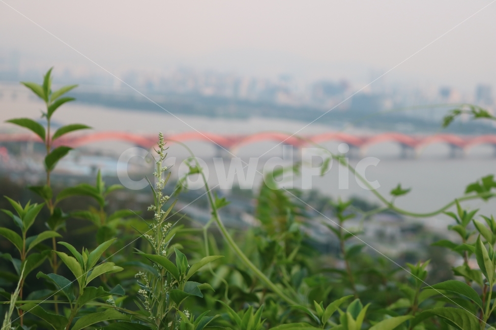 자연,풍경,감성,힐링,한강,식물,자연,plants,nature,꽃,flower