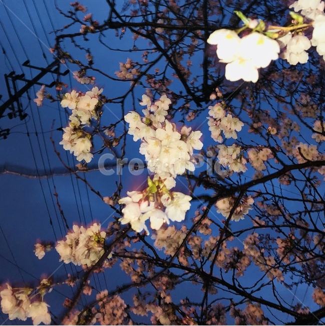 벚꽃,꽃,봄,집앞,밤,벚꽃놀이,꽃망울