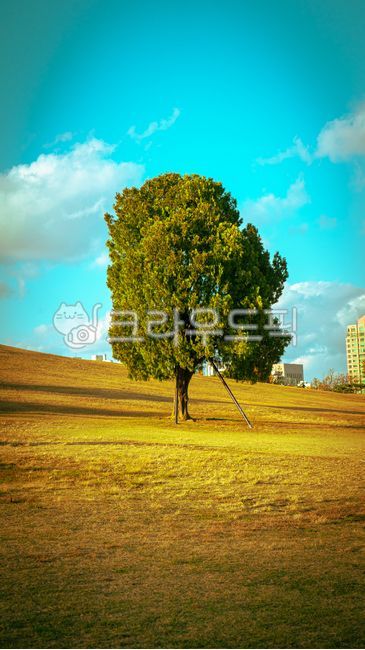 Olympic Park,Gold,rest,Alone tree,Ginkgo,golden yellow,tree,yellow,comfort,olympicpark,fall,person,plant,golden,autumn,prime time