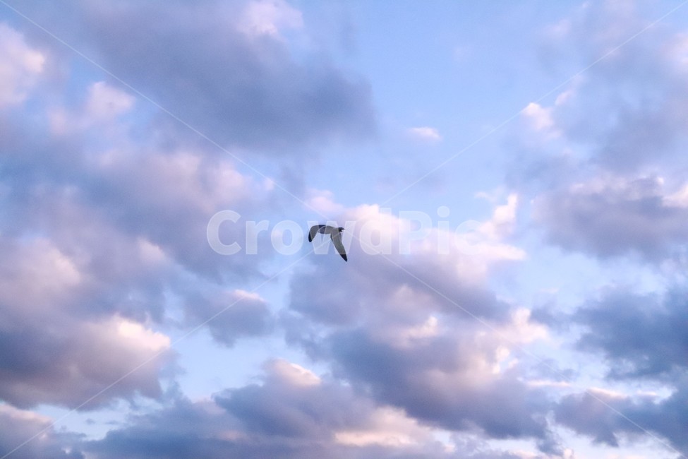 하늘,구름,갈메기,새,bird,flying,동물,animal,조류,새,birds
