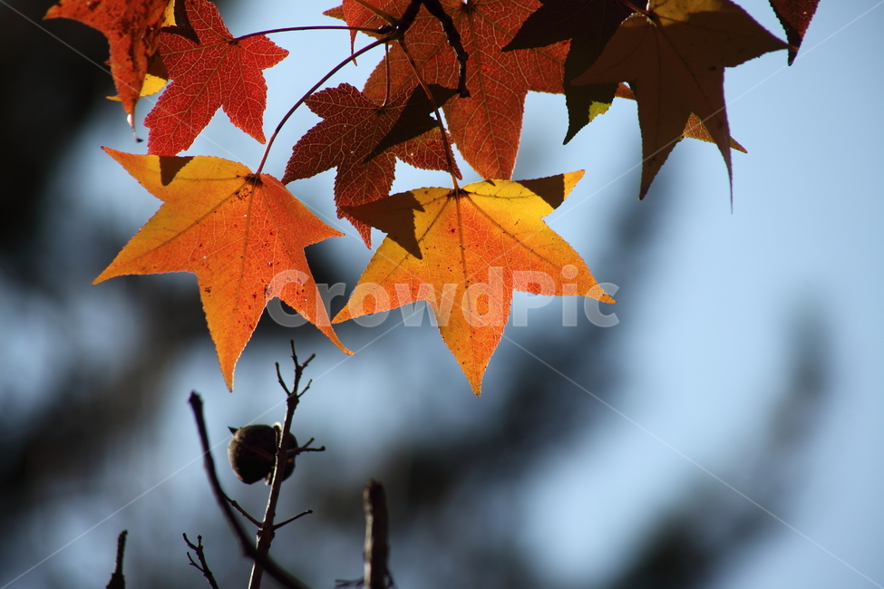 단풍,미국풍나무,가을,liquidambarstyraciflua,sweetgum,가을,계절,fall,autumn,season,식물,자연,plants,nature,plant,leaf,잎,tree,나무