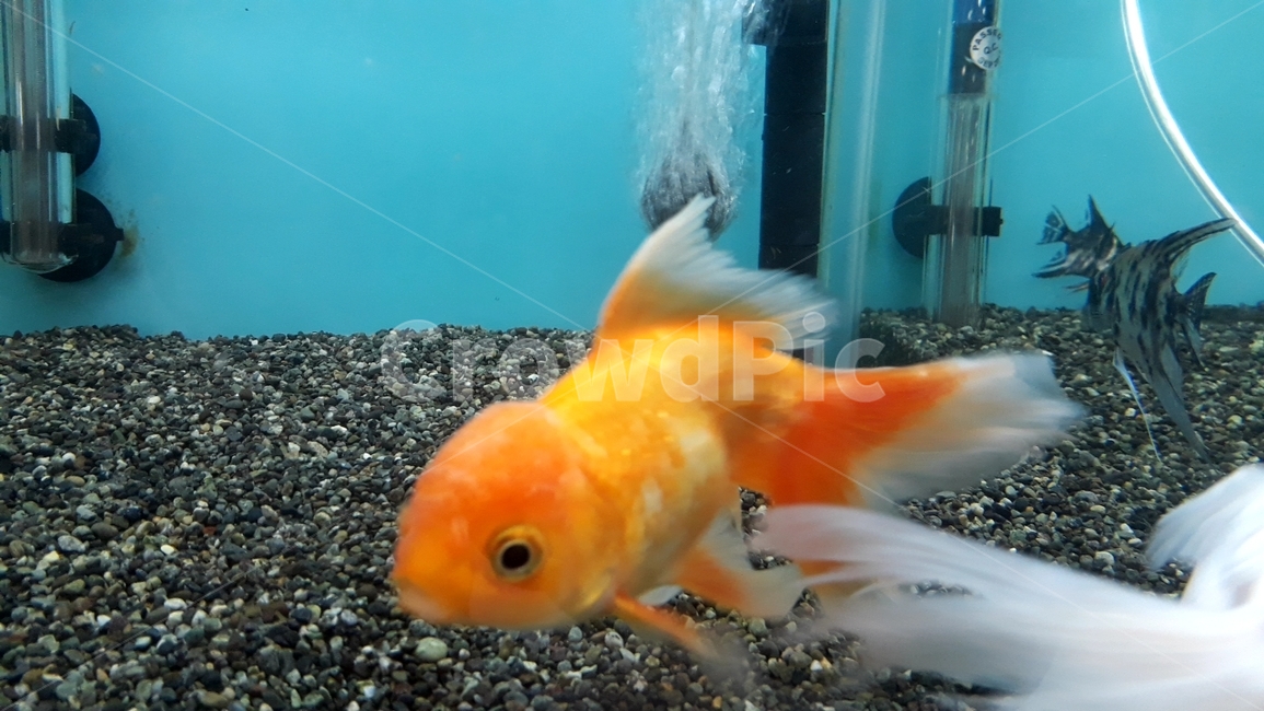 열대어,관상어,물고기,생선,fish,수족관,생물,해양생물,어류,물고기,fish