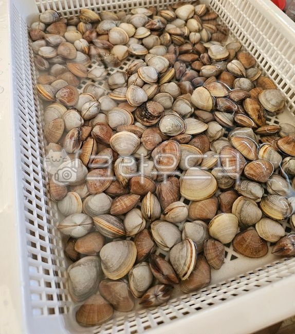 clam,seashell,조개,바지락,동죽,바다생물,해감