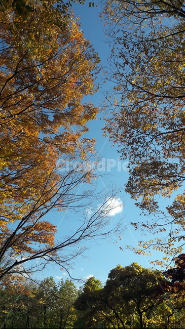 가을,단풍,나무,하늘,아름다움,가을,계절,fall,autumn,season,tree,plant,식물,tree trunk,나무 줄기