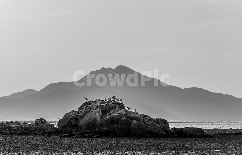 영종도,철새,낙조,풍경,환경,갯벌,석양,바닷가,자연,풍경,nature,landscape,한국자연풍경,한국자연경관,korea nature landscape,동물,animal,조류,새,birds,흑백,모노톤,monochrome,black and white,tower,탑,architecture,건축물,building,건물