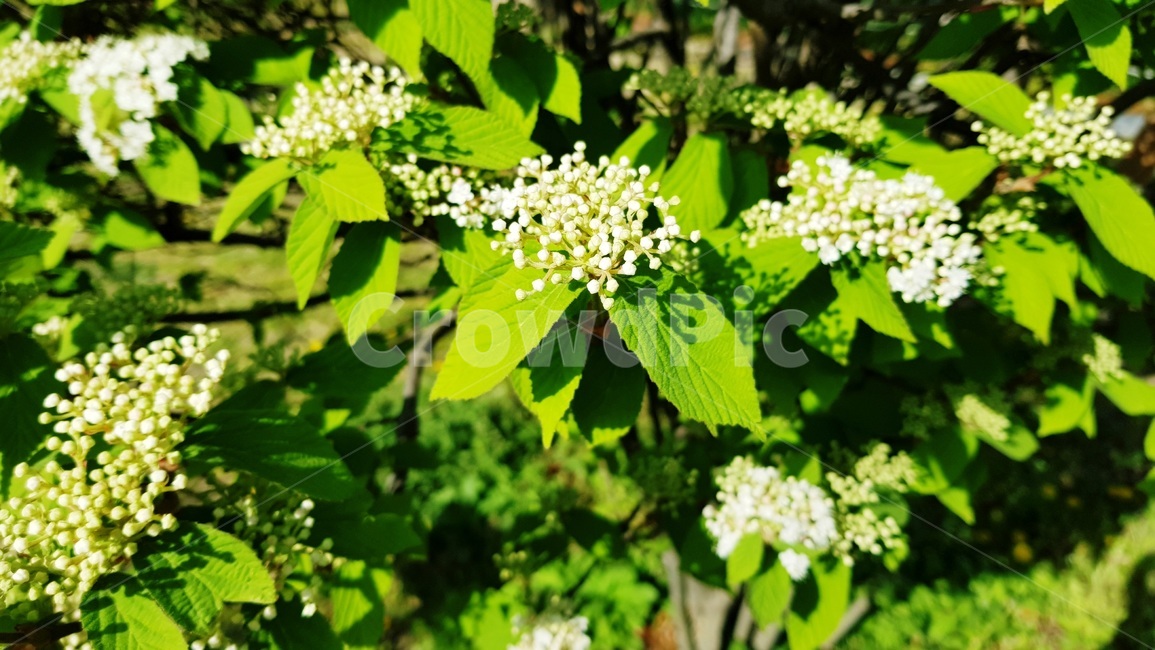 꽃,흰꽃,바레리안,아기꽃,수국과,식물,자연,plants,nature,꽃,flower