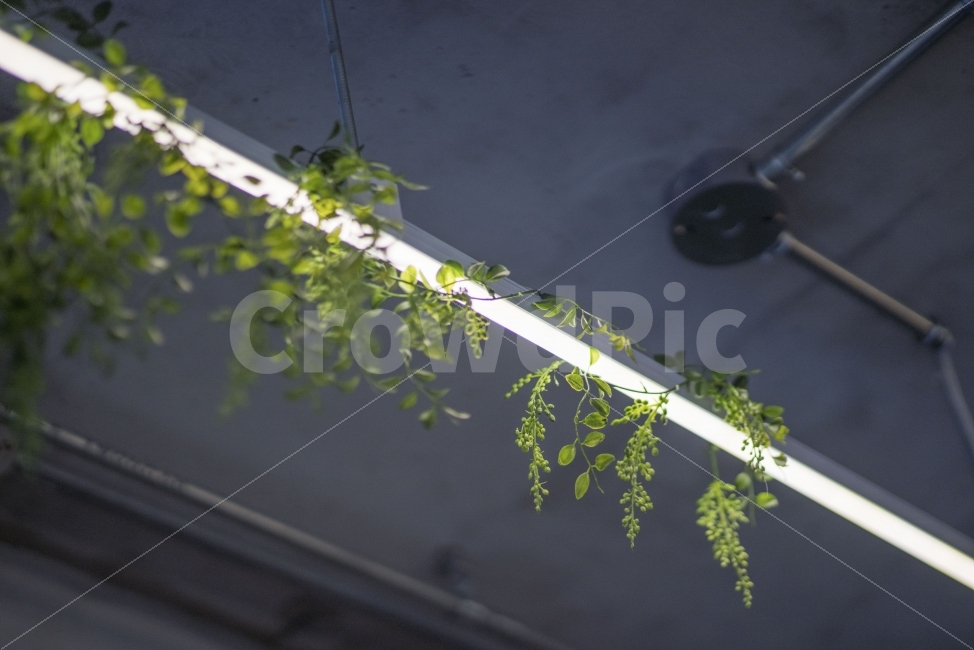 카페,인테리어,식물,장식,플라워카페,식물,자연,plants,nature,인테리어,실내디자인,interior design
