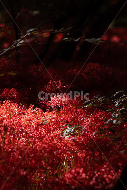 꽃무릇,plant,maple,단풍,식물,leaf,잎,tree,나무,식물,자연,plants,nature,꽃,flower
