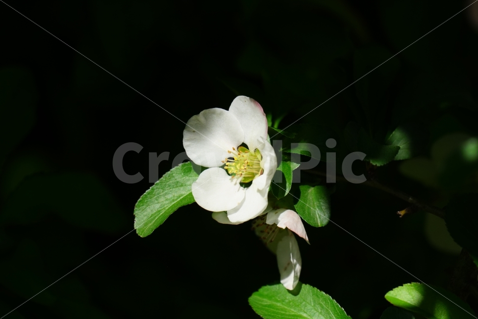 꽃사과,사나과무,식물,자연,잎사귀,이파리,플라워,flower,nature,나무,tree,꽃,꽃사진,접사,봄,spring,5월,macro,may,나뭇가지,식물,자연,plants,nature,꽃,flower