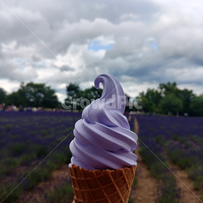 hokkaido,sapporo,biei,farmtomita,lavender,icecream,홋카이도,삿포로,비에이,팜토미타,라벤더아이스크림,라벤더,스냅,디저트,간식,후식,dessert,snack