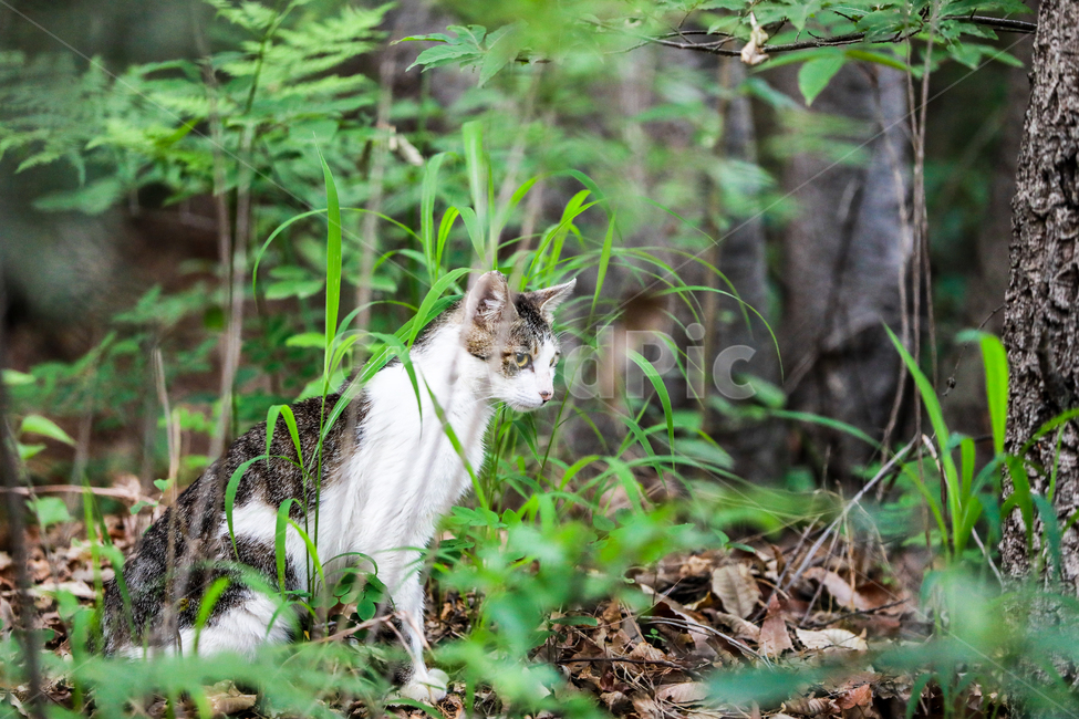고양이,산,숲속,야생,사냥,동물,animal,포유류,mammal,고양이,cat,kitten,kitty