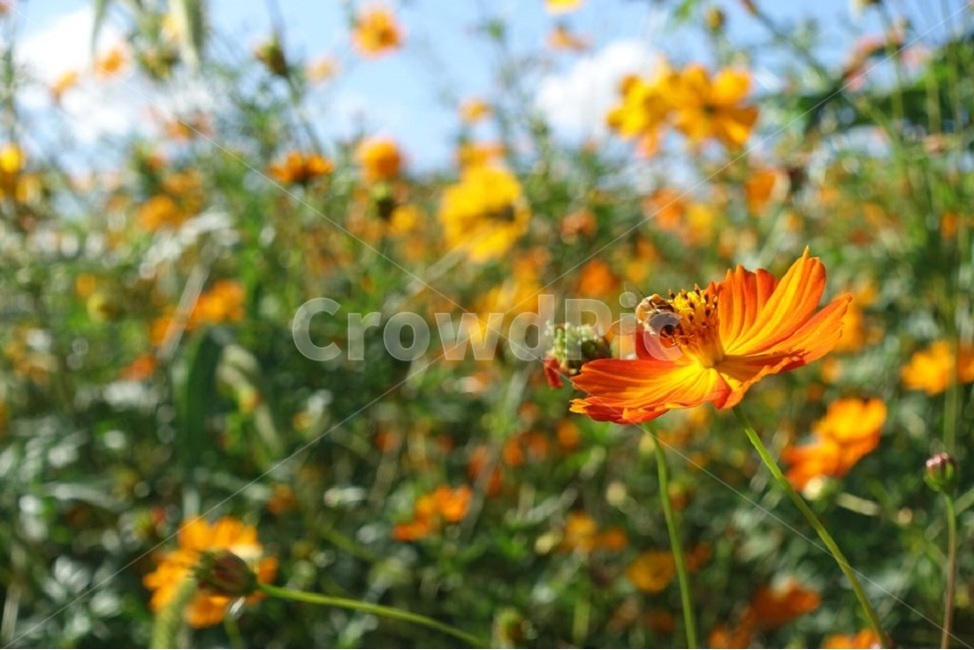 코스모스,꽃,벌,접사,풍경,식물,자연,plants,nature,꽃,flower,동물,animal,곤충,벌레,insect,bug
