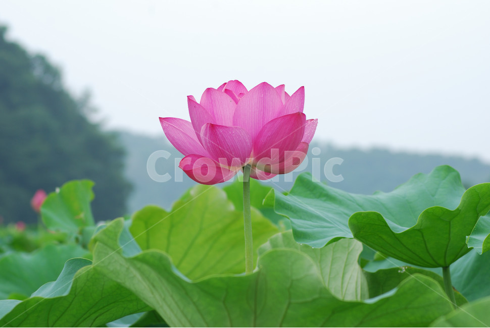 관곡지,시흥연꽃테마파크,연술,연꽃,연잎,식물,자연,plants,nature,꽃,flower
