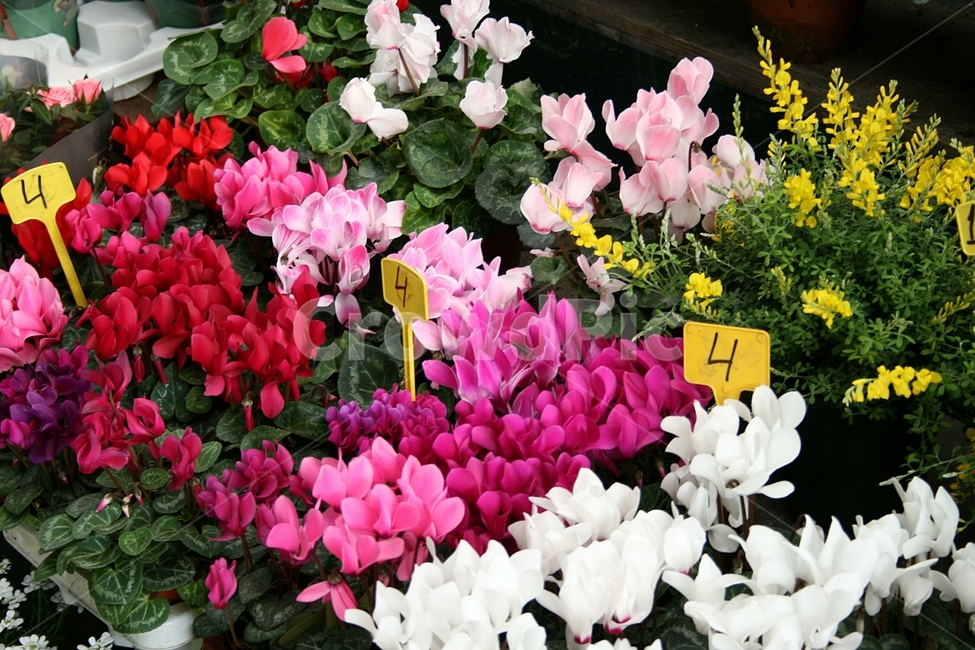 파리,꽃시장,꽃사진,꽃,시클라멘,식물,자연,plants,nature,꽃,flower