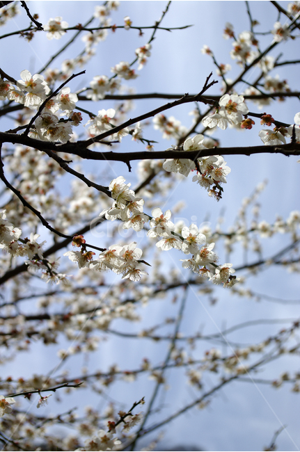매화,나무,하늘,파란하늘,꽃봉오리,봄,봄날,봄풍경,봄꽃,감성,spring,flower,봄길,산책,봄나들이,식물,꽃,봄,계절,spring,season,식물,자연,plants,nature,꽃,flower,plant,blossom