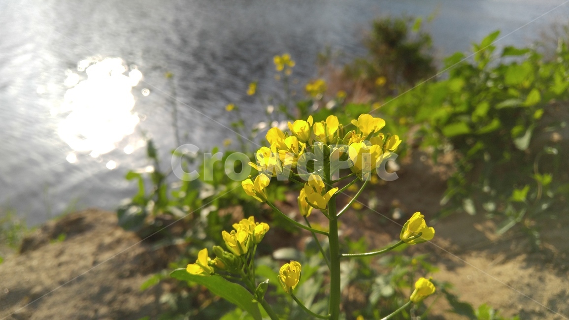 유채꽃,꽃,노랑꽃,노랑색,식물,계절,감성,배경,rapeflower,flower,yellow,flant,season,emotional,background
