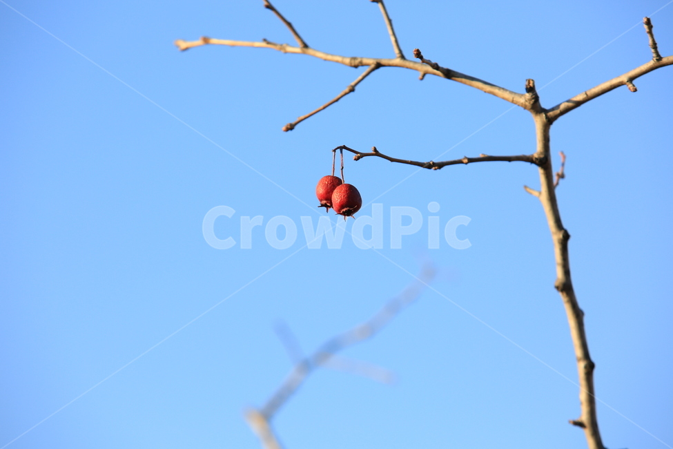 열매,장미열매,식물,빨강,나무,식물,자연,plants,nature,과일,열매,fruit