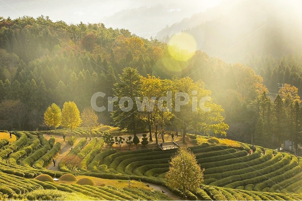 보성,녹차밭,출사,아침빛,오월의빛,자연,풍경,nature,landscape,한국자연풍경,한국자연경관,korea nature landscape,휴식,힐링,rest,relaxation,healing,산업,industry,industrial,농업,농사,agriculture,farming,farming industry,painting,그림,art,미술