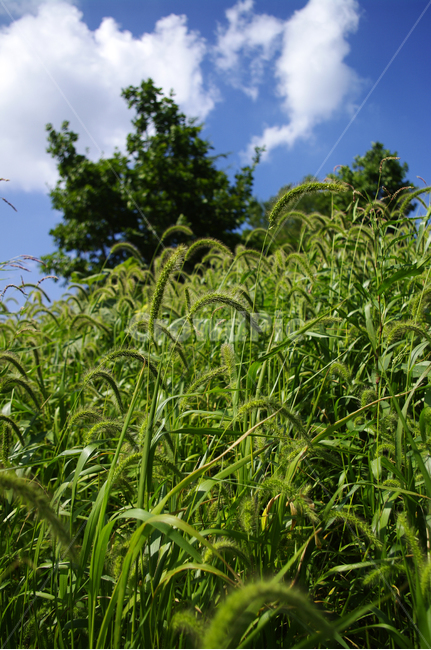 하늘,식물,초록,풍경,구름,자연,plant,자연,풍경,nature,landscape