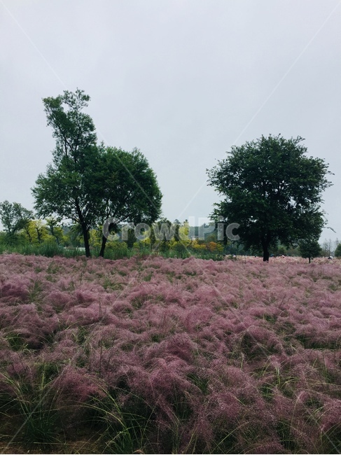 핑크뮬리,나무,자연,풍경,감성,꽃,감성사진,자연,풍경,nature,landscape