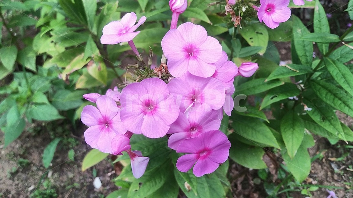 flower,blossom,꽃,식물,plant