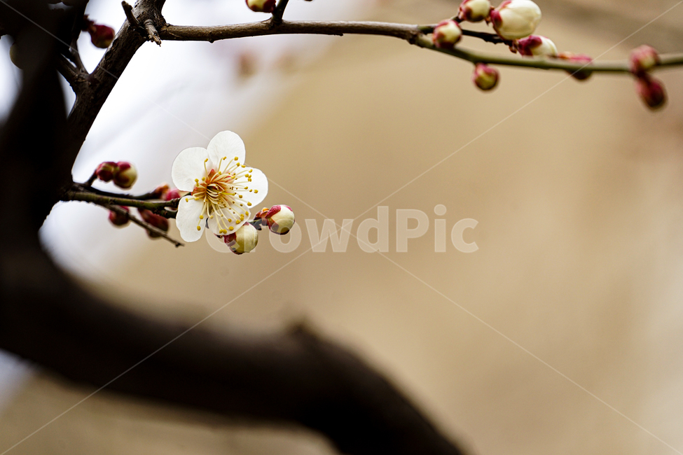 식물,plant,매화,꽃,flower,봄,계절,spring,season