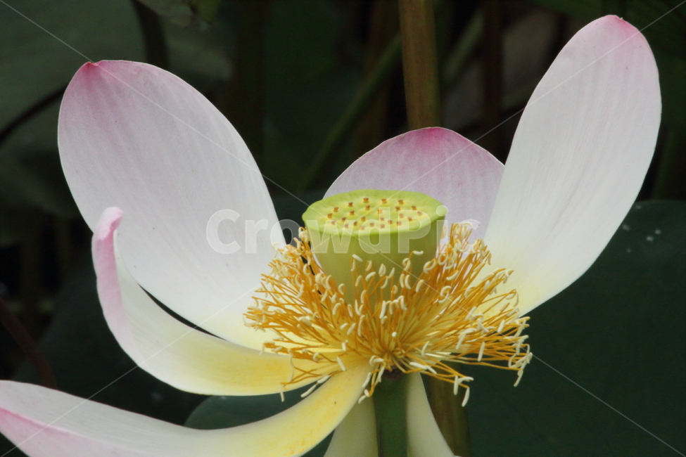 연,연꽃,약용식물,수생식물,lotus,식물,자연,plants,nature,꽃,flower
