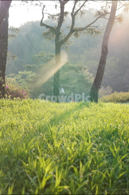 봄,아침,빛내림,빛비침,따스함,나무,자연,풍경,nature,landscape,식물,plants,나무,trees,wood,휴식,힐링,rest,relaxation,healing,outdoors,옥외,grassland,목초지,field,들