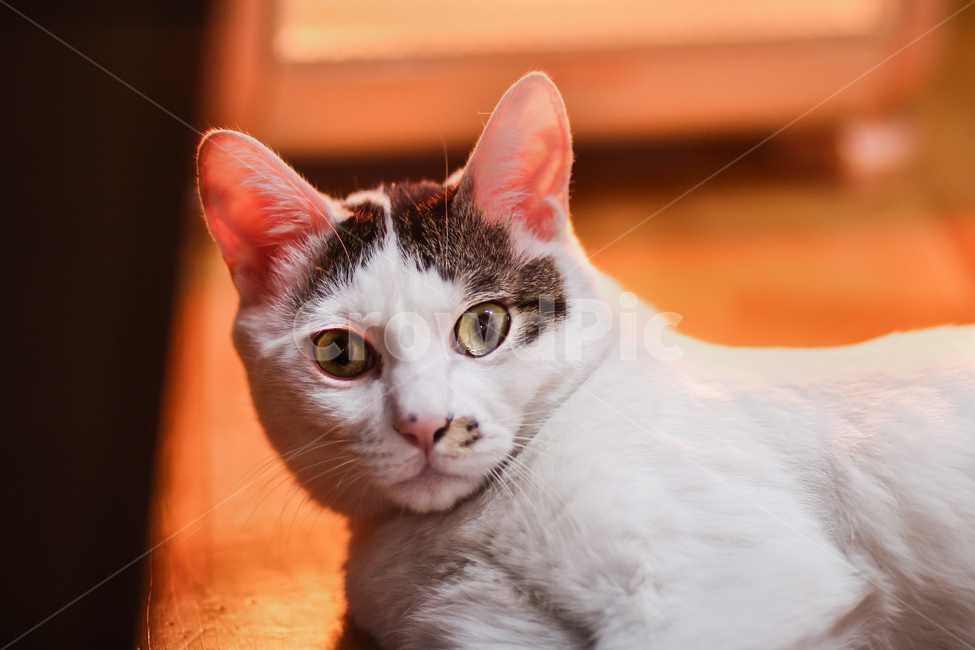 고양이,cat,animal,동물,야옹이,kitty,애묘,동물표정,pet,애완동물,포유류,반려동물,유기묘,길냥이,kitten,아기고양이,코숏,코리안숏헤어,캣대디,캣맘,반려묘,휴식,힐링,res,trelaxation,healing,포유,류mammal,동물,animal,포유류,mammal,고양이,cat,kitten,kitty