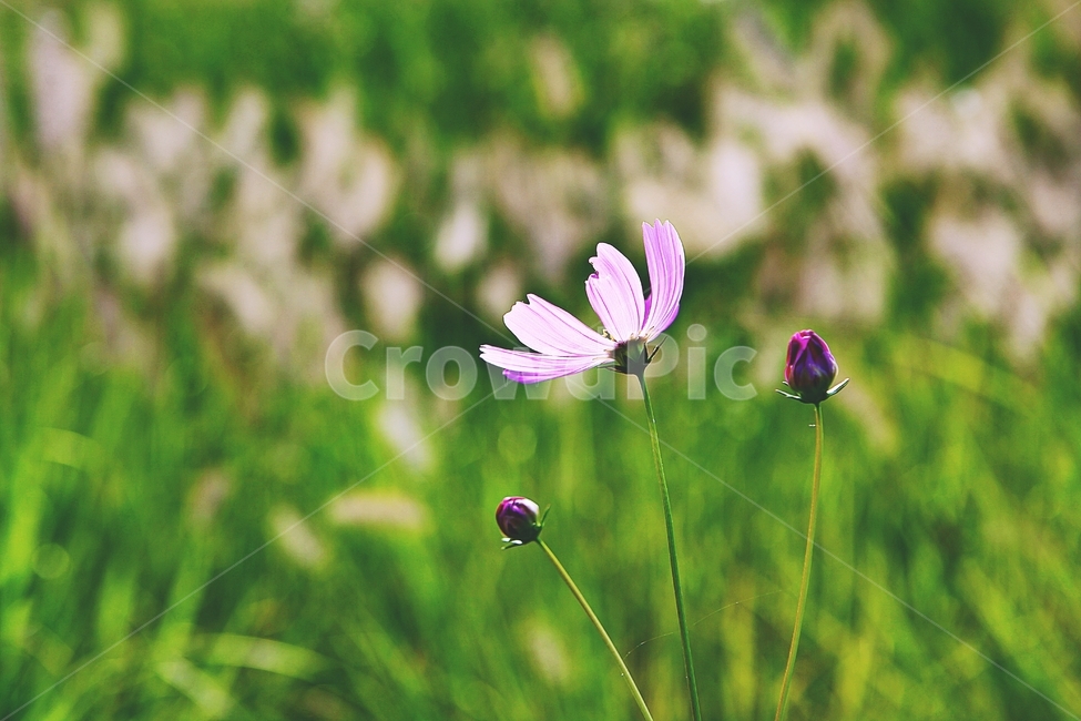 코스모스,꽃,꽃잎,식물,가을,가을꽃공원,자연,가을,계절,fall,autumn,season,식물,자연,plants,nature,꽃,flower,plant,geranium,제라늄,blossom
