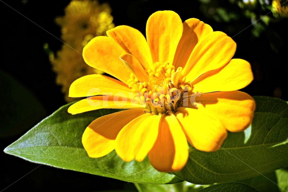 꽃,아름다움,정원,식물,자연,flower,bloom,beauty,plant,nature,노랑,꽃잎,향기,beautiful,식물,자연,plants,nature,꽃,flower